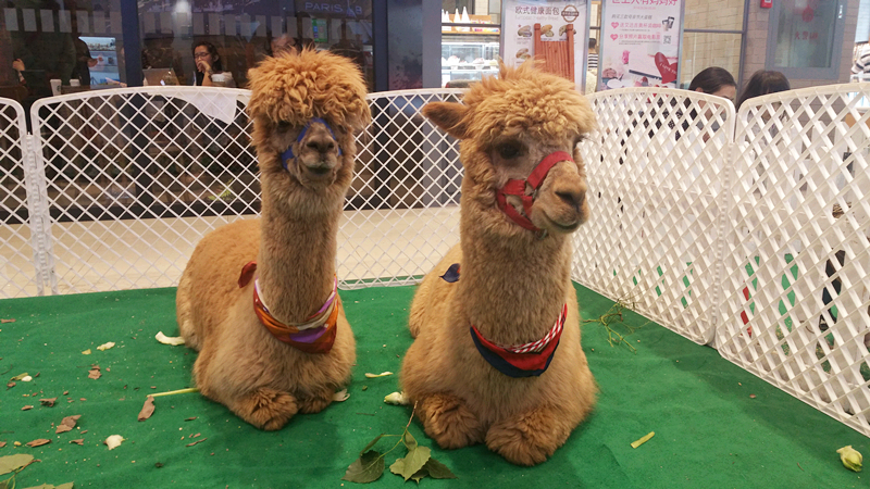 首页| 4002cc永利集团中国区官方网站