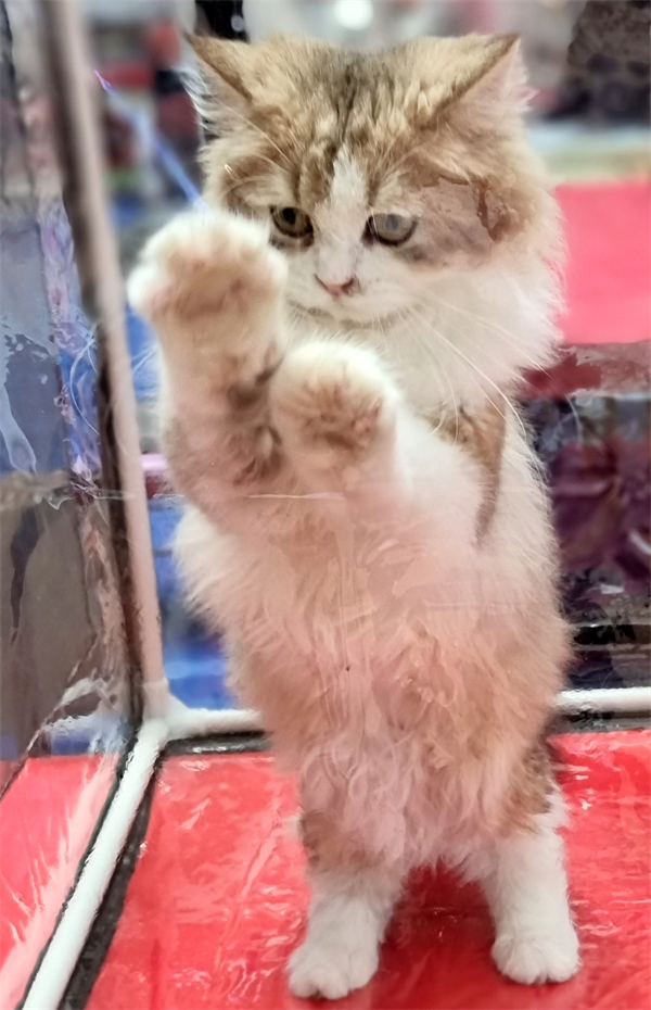 首页| 4002cc永利集团中国区官方网站