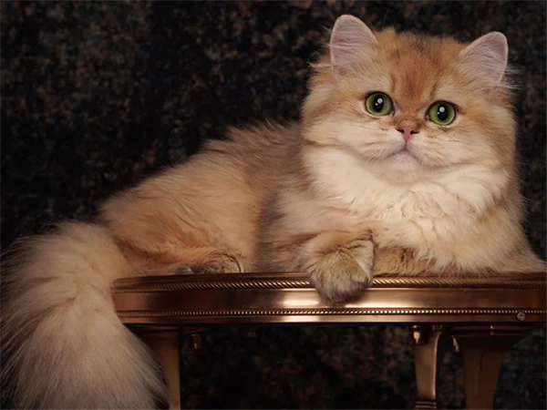 首页| 4002cc永利集团中国区官方网站