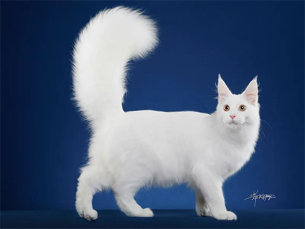 首页| 4002cc永利集团中国区官方网站